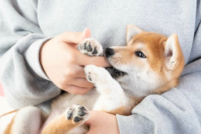 「仕方ないよね」子犬の世話を1人で背負い込んだ主婦におとずれた取り返しのつかない事件