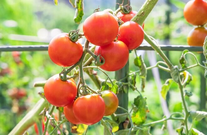 「働き方改革」で収益は？ カゴメの人的資本経営― 離職率は平均の10分の1！ 「開かれた企業」の人材戦略<br />