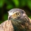 Bird eye