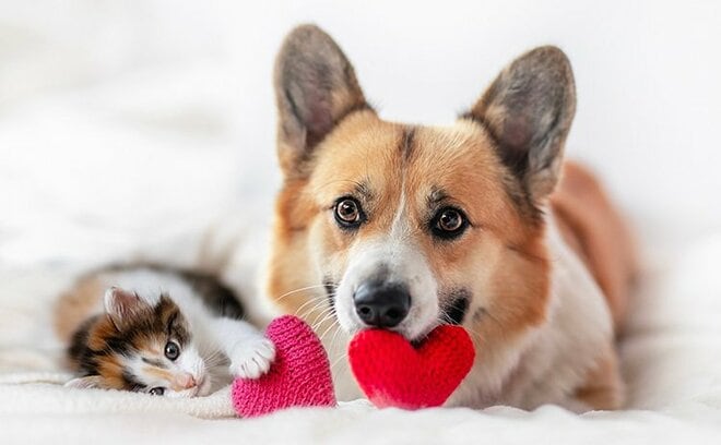 ”家族の一員”犬や猫も長寿化 ペットの医療・保険サービスに注目