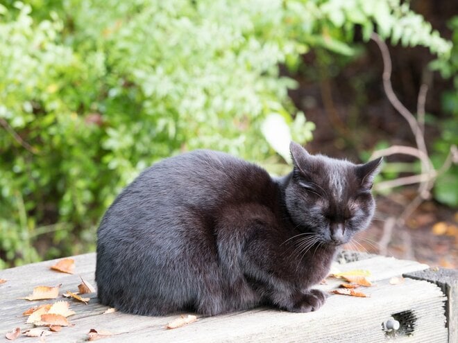 一人暮らしの高齢者宅から物音が…孤独な老婦人を救った“侵入者”の正体