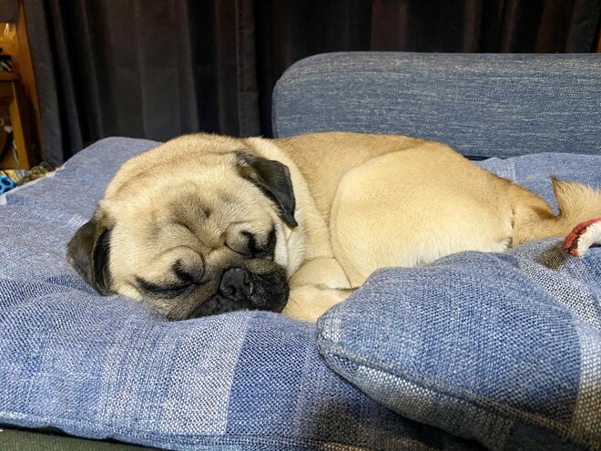 「保健所の犬を引き取るように」全てを見抜いていた亡き妻からのミッションで「変化したこと」