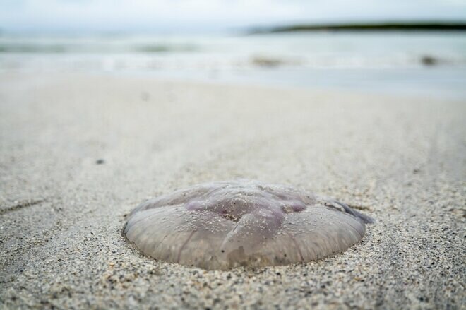 真っ赤に腫れた手のひらの痛みが想起させる、地球温暖化の影…海洋清掃のボランティア活動中に母娘が遭遇したアクシデント