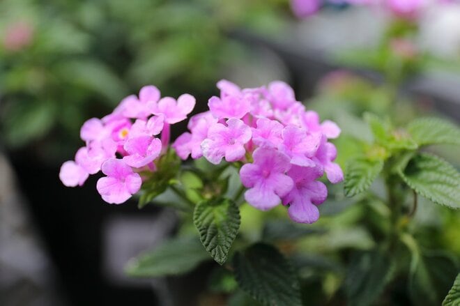 「親日家」元大統領の衝撃過去…ゲリラ活動で逮捕4回、獄中で拷問も