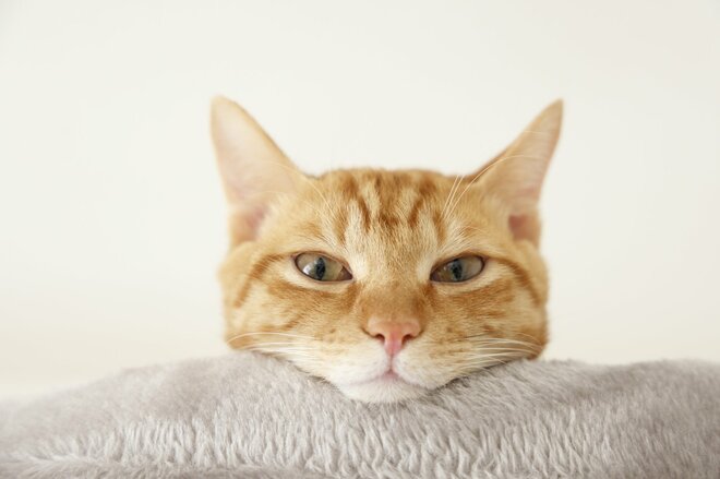 「余白が多い家になった暁には…」55歳女性がモノの溢れる自宅で“本気の断捨離”開始、その先に実現したい「長年の夢」とは