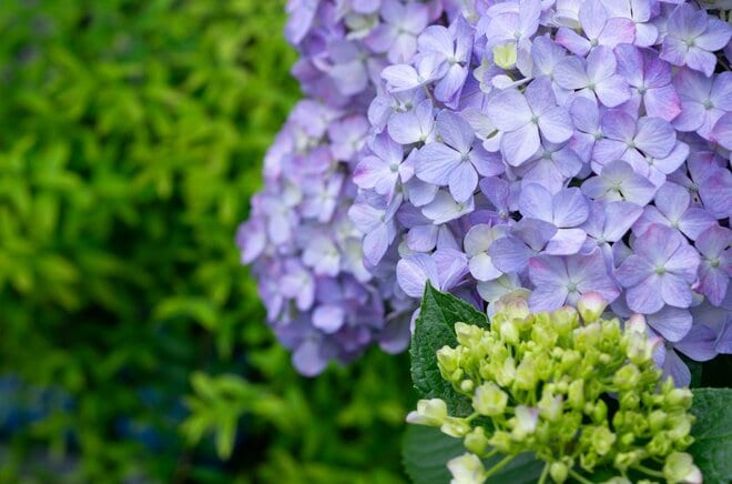 「娘と何年もあっていなくて…」夫との思い出の花を盗んだ老婆を問い詰めて分かった「切ない動機」