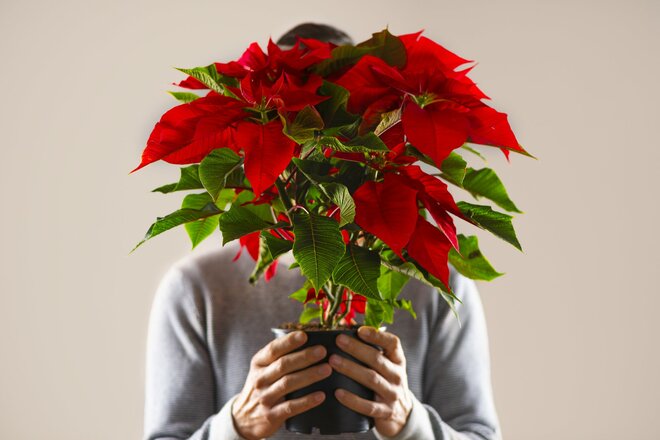 「離婚の準備でもしてるんじゃないかって」結婚記念日にポインセチアを持って帰った夫に、妻が行った「40年分の仕返し」