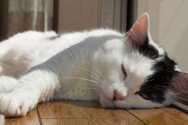 「また必ず来るからね。絶対に元気でいてね」弱る18歳の愛猫が復活させる、険悪な父と娘の「確執」