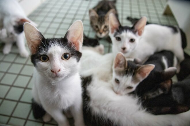 耐えがたい異臭…飼育崩壊の隣人に我慢の限界、猫が増えすぎた「驚きの理由」