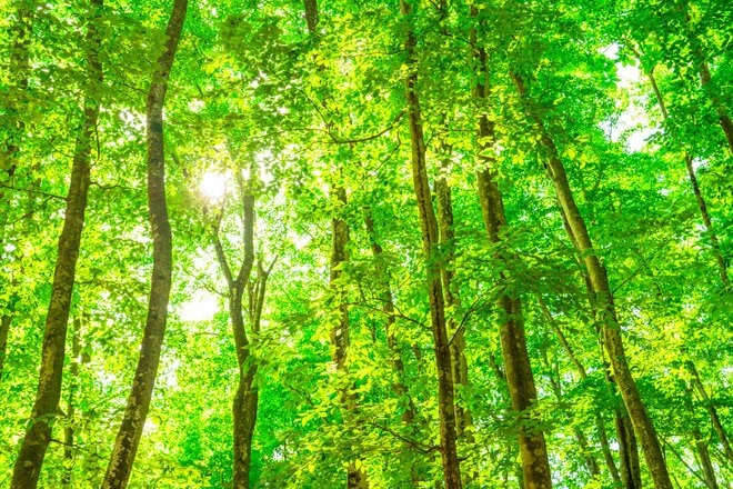 住友林業【1911】株価5年で3.3倍、過去最高益の一方で株価下落の理由とは？　今後の業績と配当金の見通しを探る